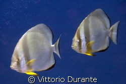 Platax Teira by Vittorio Durante 